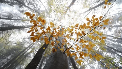 A view from below on a beautiful autumn magic tree in a forest. Stock-Footage 123203890