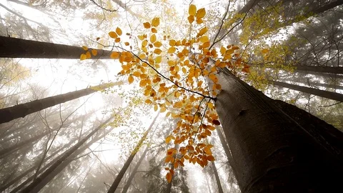 A view from below on a beautiful autumn magic tree in a forest. Stock-Footage 123203905