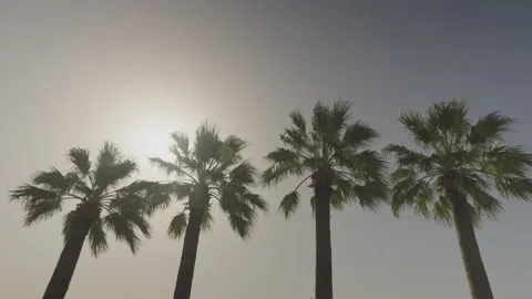 View from below at beautiful palm trees growing in tropical climate on beach Stock Footage 259844855
