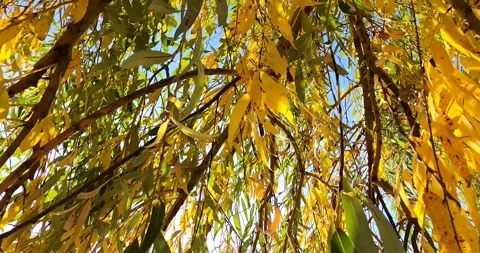 A view from below of a beautiful tree in autumn with yellow leaves. Stock Footage 265177913