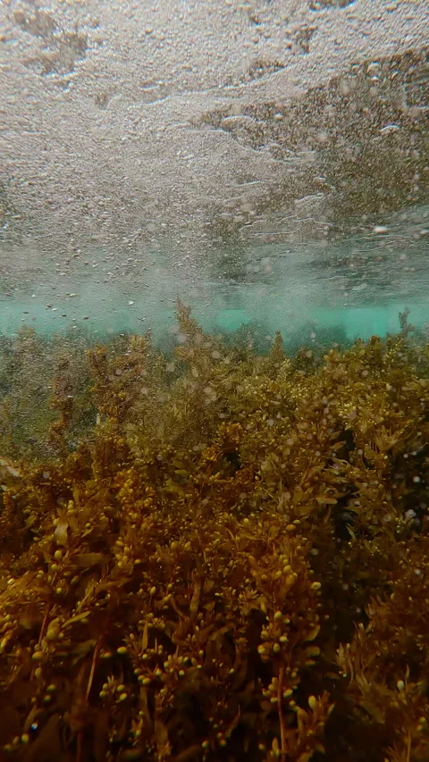 View from below as big, foaming wave sweeping above dense brown Sargassum weed Stock Footage 313940027