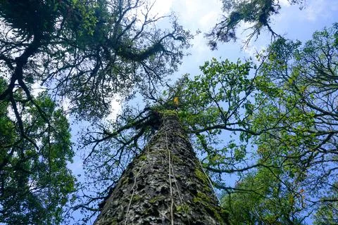View from below. Big tree with clear sky background Stock Photos