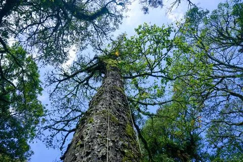 View from below. Big tree with clear sky background Stock Photos