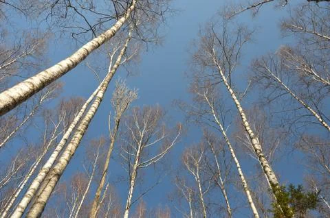 A view from below on birches. Stock Photos