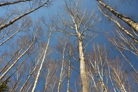 A view from below on birches. Stock Photos