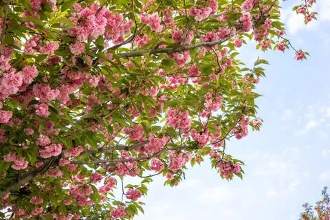 A view from below of a blooming rose tree. The concept of the arrival of spri Stock Photos