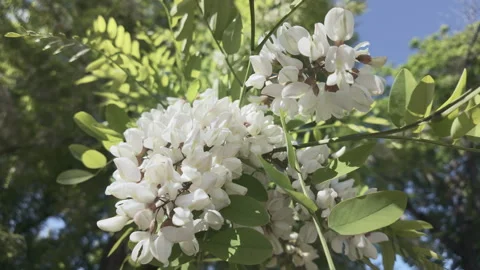 View from below of blooming White acacia also known as Black locust Stock Footage 321276653