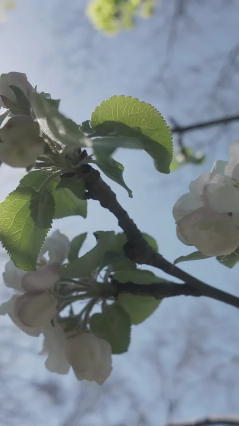 View from below of branch covered with white flowers of blossoming apple tree in Stock-Footage 333920625