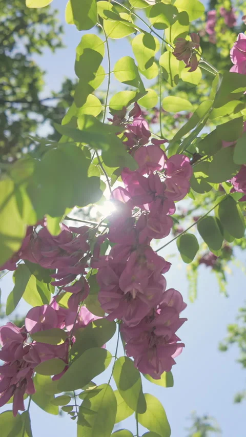 View from below of branch with many pink flowers of Rose Acacia or Bristly Stock Footage 329671451