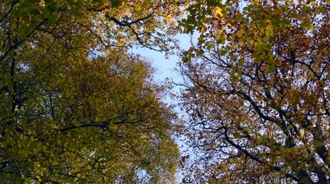 View from below on the branches and the leaves in the autumn forest Stock Footage 45830129