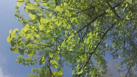 View from below of branches covered with green leaves illuminated by bright Stock Footage 331572258