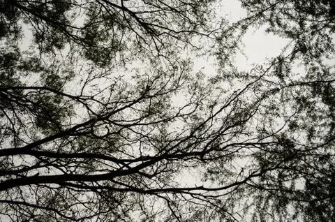 View from below to the branches of large intertwined trees, details of nature Stock Photos