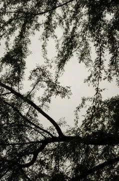 View from below to the branches of large intertwined trees, details of nature Stock Photos
