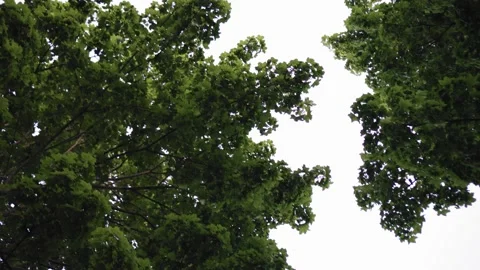 View from below on the branches of trees. Beautiful big foliage Stock Footage 132144606