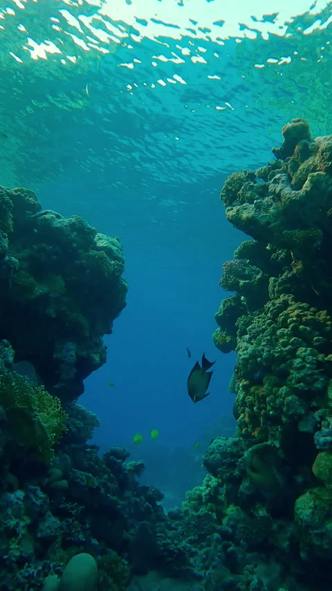 View from below of breach the coral wall Stock Footage 345679727