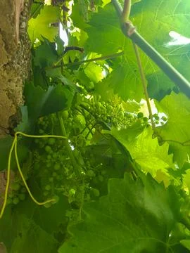 View from below the bunches Stock Photos