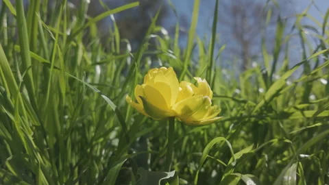 View from below, Camera moves around yellow Globeflower, Trollius europaeus Stock Footage 331973340