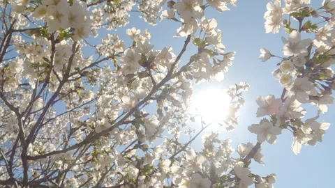 View from below, circular motion around branches with white flowers of Yoshino Stock Footage 308089777
