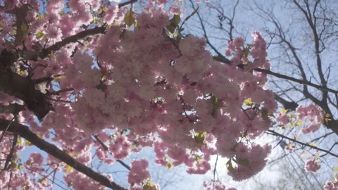 View from below, Close-up of large inflorescence of Japanese cherry tree (Prunus Stock Footage 340073149
