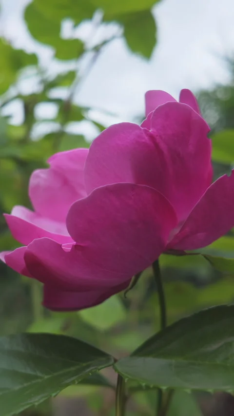 View from below, close-up of vivid pink Gallic rose (Rosa gallica) swaying in Stock Footage 324273642