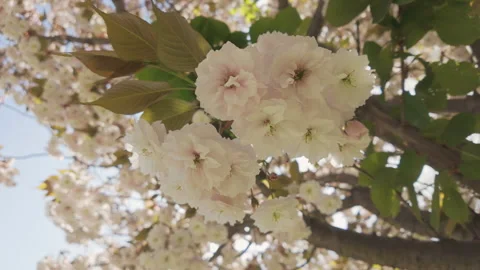 View from below, close-up of white flowers on cherry blossom Stock Footage 312053320