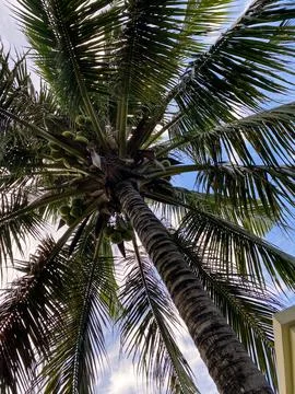 View from below of coconut tree. Natural concept. Background of coconut tree  Stock Photos