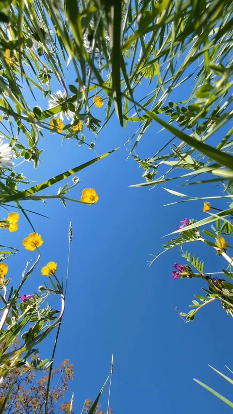 View from below of colorful spring meadow flowers and clear blue skies Stock Footage 308033789