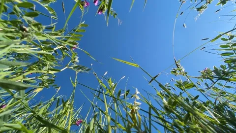 View from below of colorful spring meadow flowers and clear blue skies Stock Footage 308033943