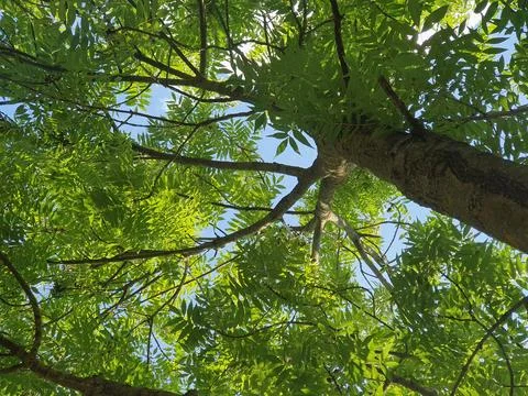 A view from below into the crown of an ash tree illuminated by the sun. Stock Photos