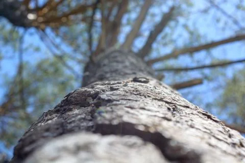 A view from below on the crown of a tree. Tree trunk in soft focus Stock Photos
