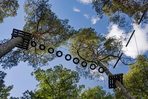 A view from below of the crowns of tall pine trees, between which walkways .. Stock Photos