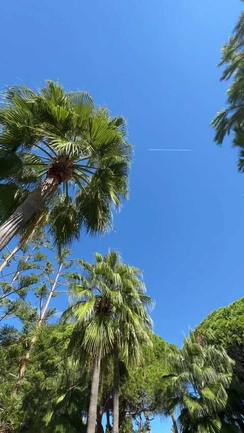 View from below of date palm trees against a bright blue sky, showing their t Video stock 321764493