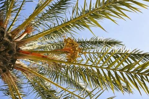 View from below of dates growing on date tree below sunny blue sky Stock Photos