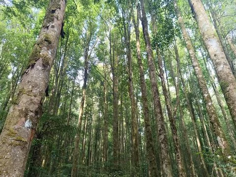 A view from below of a dense forest, featuring towering, lush trees. Фото