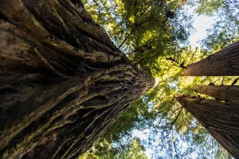 View from below of the detail of the rough bark of one of the towering trees of Stock Photos