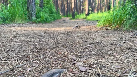 View from below of a dirt forest path with pine needles and green grass Stock Footage 337063517