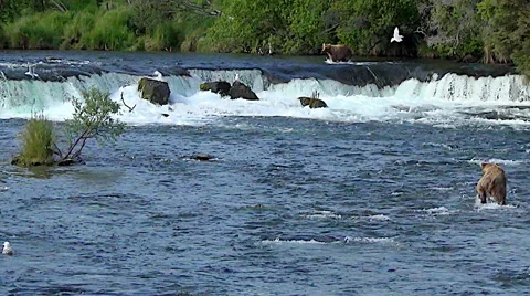View from Below the Falls - Bear Steps Unto Rock Overlooking Falls Area - Zoom Stock Footage 51112580