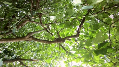 View from below of a fig tree canopy with broad green leaves filtering sunlight Stock Footage 329254326
