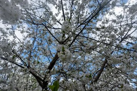 View from below of a flowering tree canopy covered with white spring blossoms ag Stock Photos