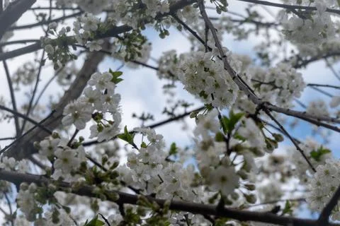View from below of a flowering tree canopy covered with white spring blossoms ag Stock Photos