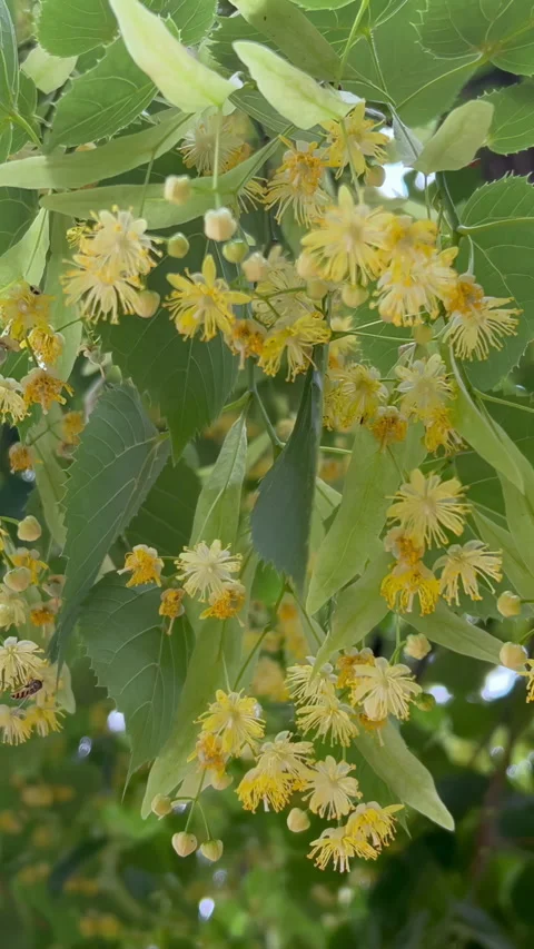 View from below of flowers on blooming lime tree 스톡 동영상 333920040