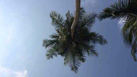 View from below on the foliage of a coconut palm tree on a blue sky Stock Footage 78123315