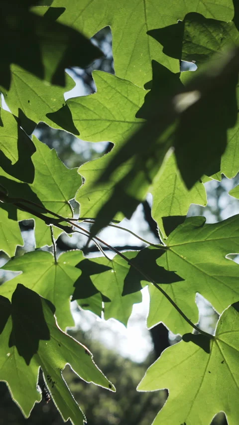 View from below of green leaves of Maple tree in evening light, backlit by sun Stock Footage 314793265