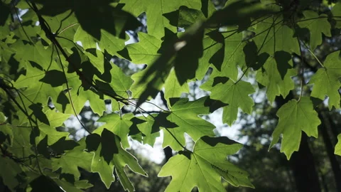 View from below of green leaves of Maple tree in evening light, backlit by sun, Stock Footage 319507060