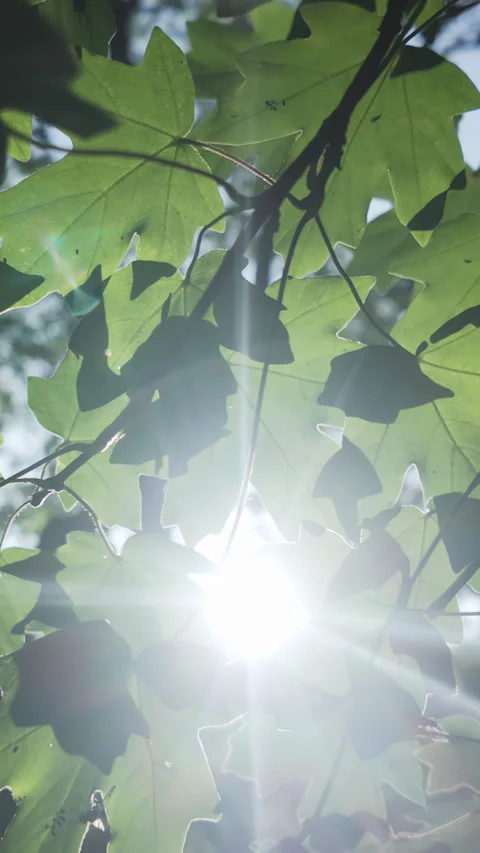 View from below of green leaves of Maple tree in evening light, backlit by sun Stock Footage 327978261