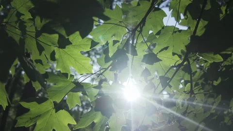 View from below of green leaves of Maple tree in evening light, backlit by sun, Stock Footage 330273015
