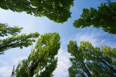 View from below of a group of green trees with blue sky and white clouds. Stock Photos