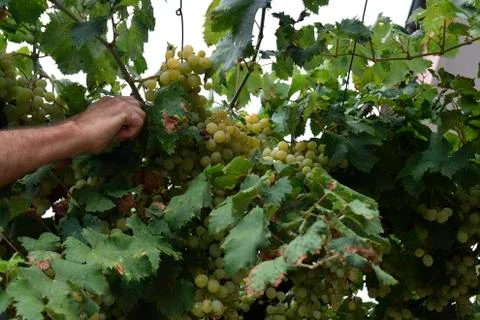View from below of hand picking grapes Stock Photos