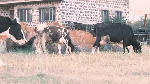 View from below of a herd of cows grazing in a meadow. Cows eat strava in rural Stock Footage 158954331