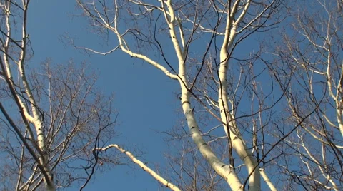 View from below of the high trees with the white bark, zoom Stock Footage 68168899